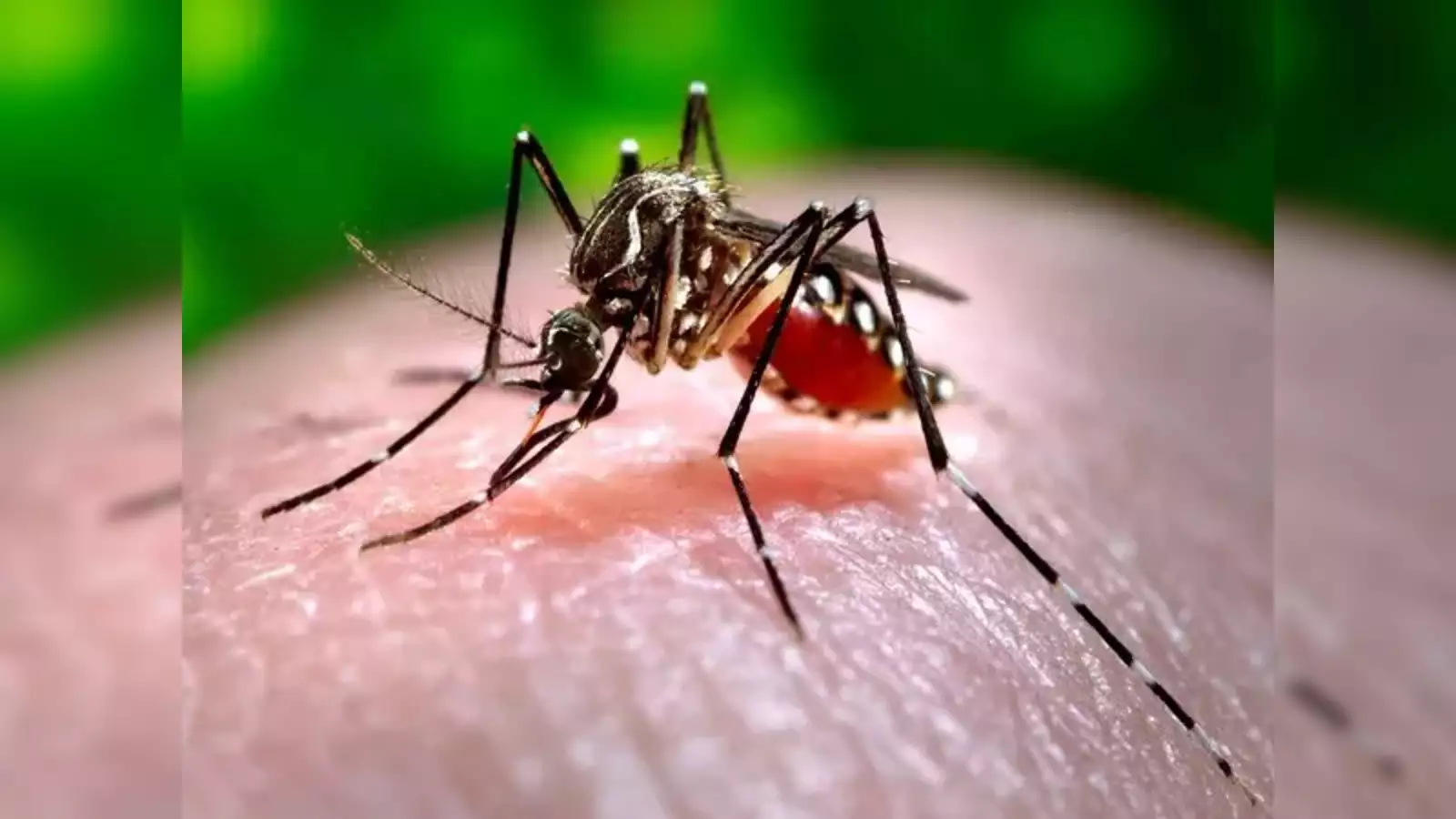 Dengue Test Costs in Mumbai and Hyderabad